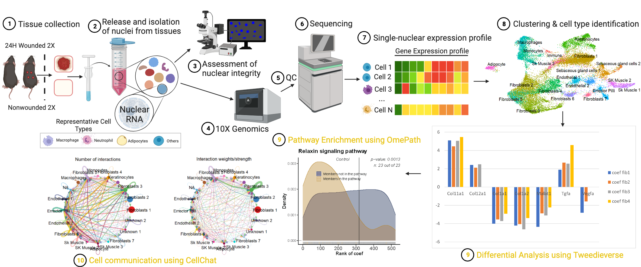 cellSight